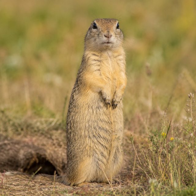 Erdhörnchen