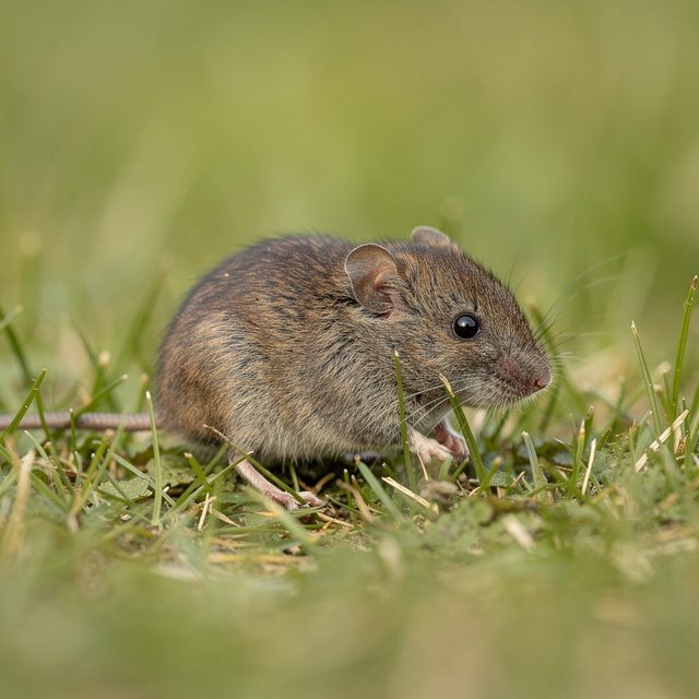 Feldmaus