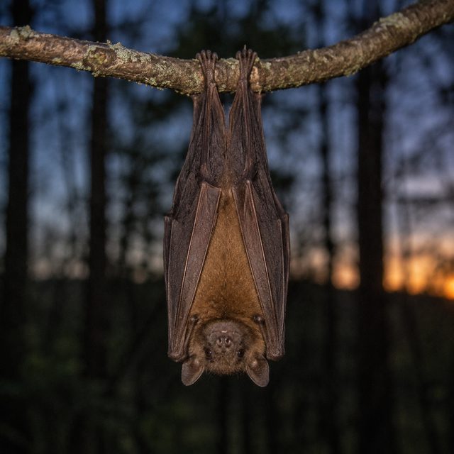 Fledermaus