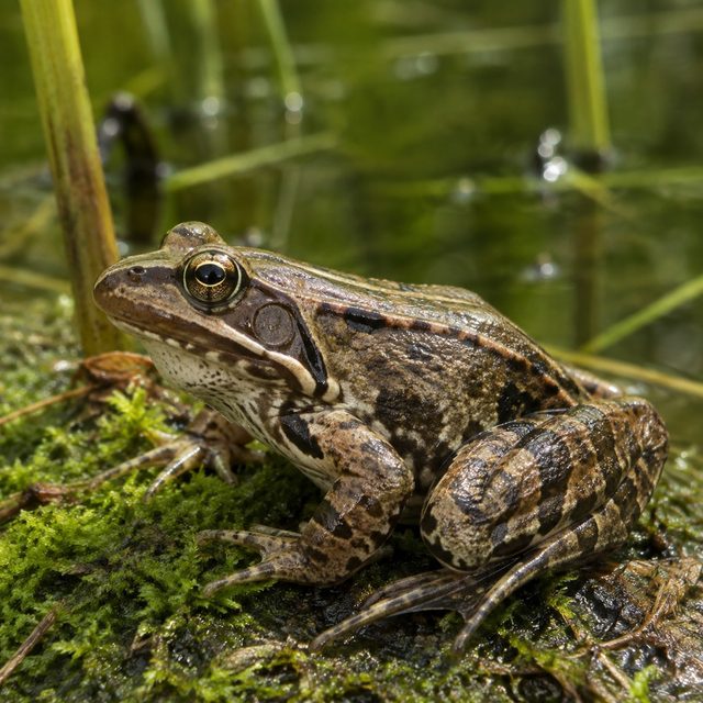 Frösche