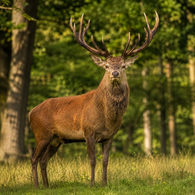 Hirschbrunft
