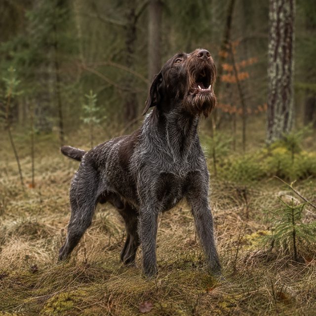 Standlaut