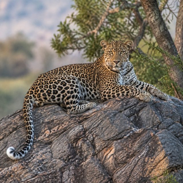 Leopard