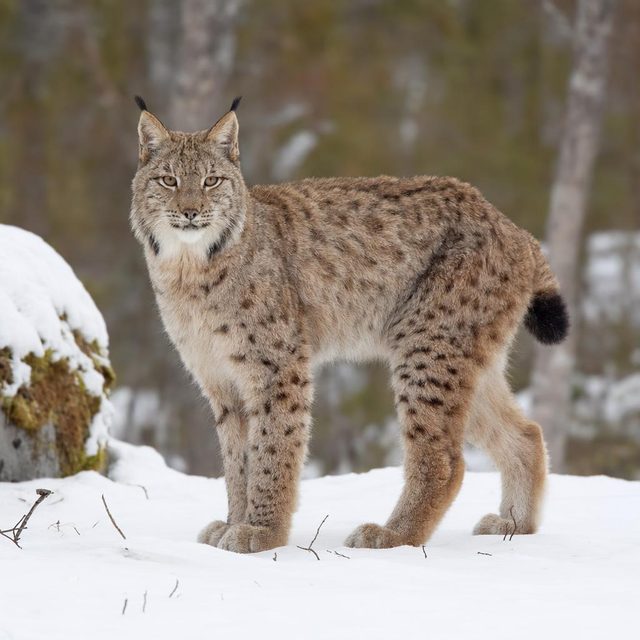 Luchs