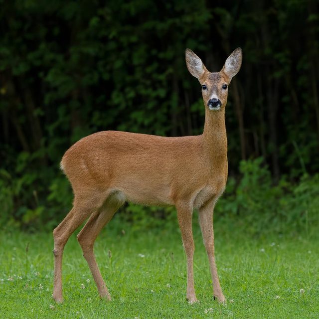Reh