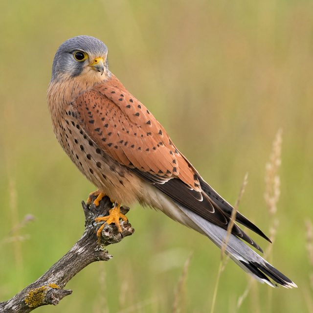 Turmfalke