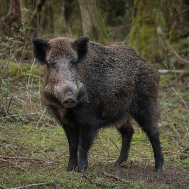 Wildschwein